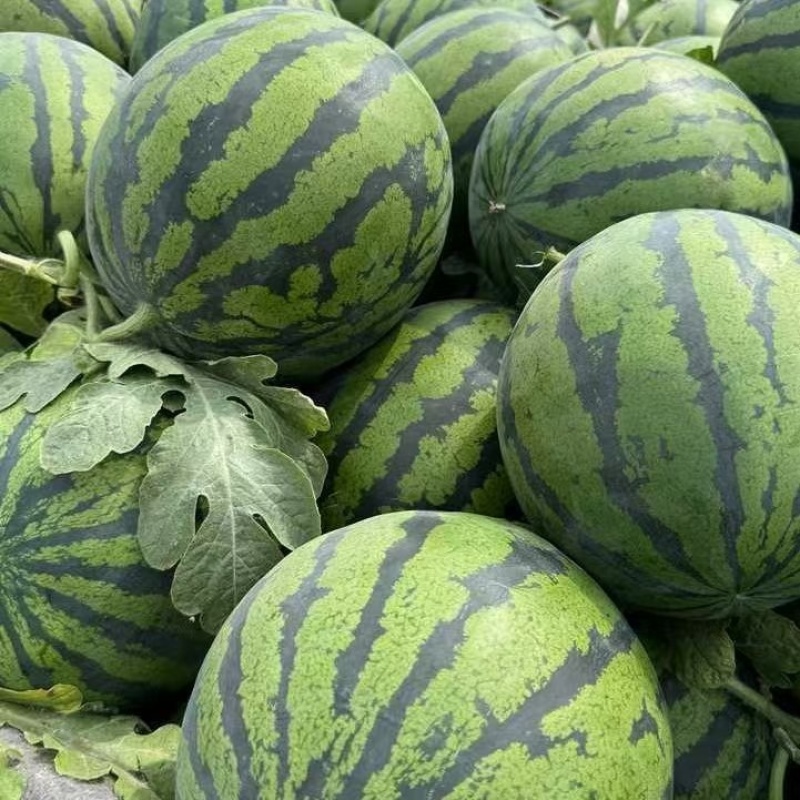【优选】精品美都西瓜种植基地现摘现发头茬八成熟对接全国