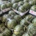 【优选】精品美都西瓜种植基地现摘现发头茬八成熟对接全国
