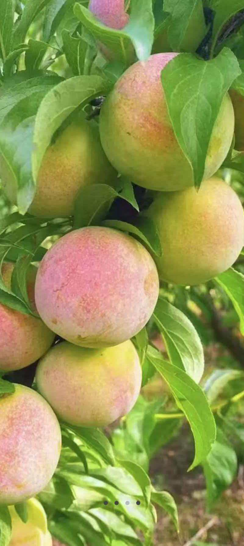 八宝丹，澳洲红，芙蓉李，奈李，出口，电商，市场，