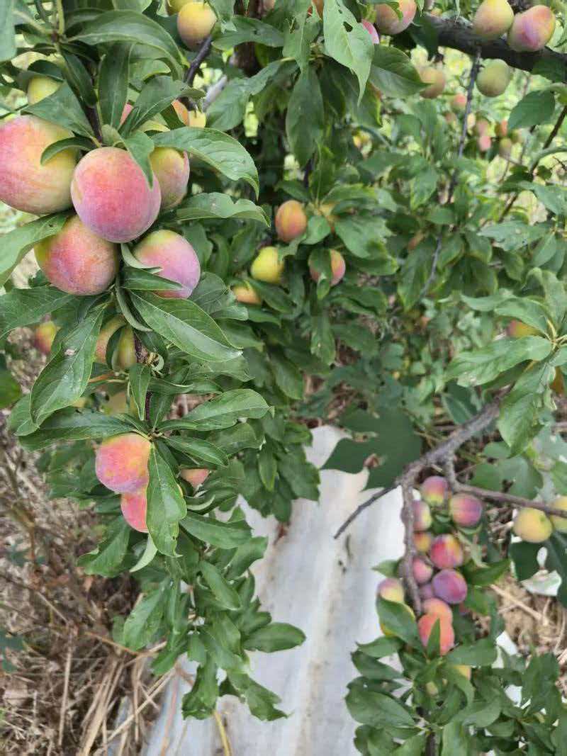 八宝丹，澳洲红，芙蓉李，奈李，出口，电商，市场，