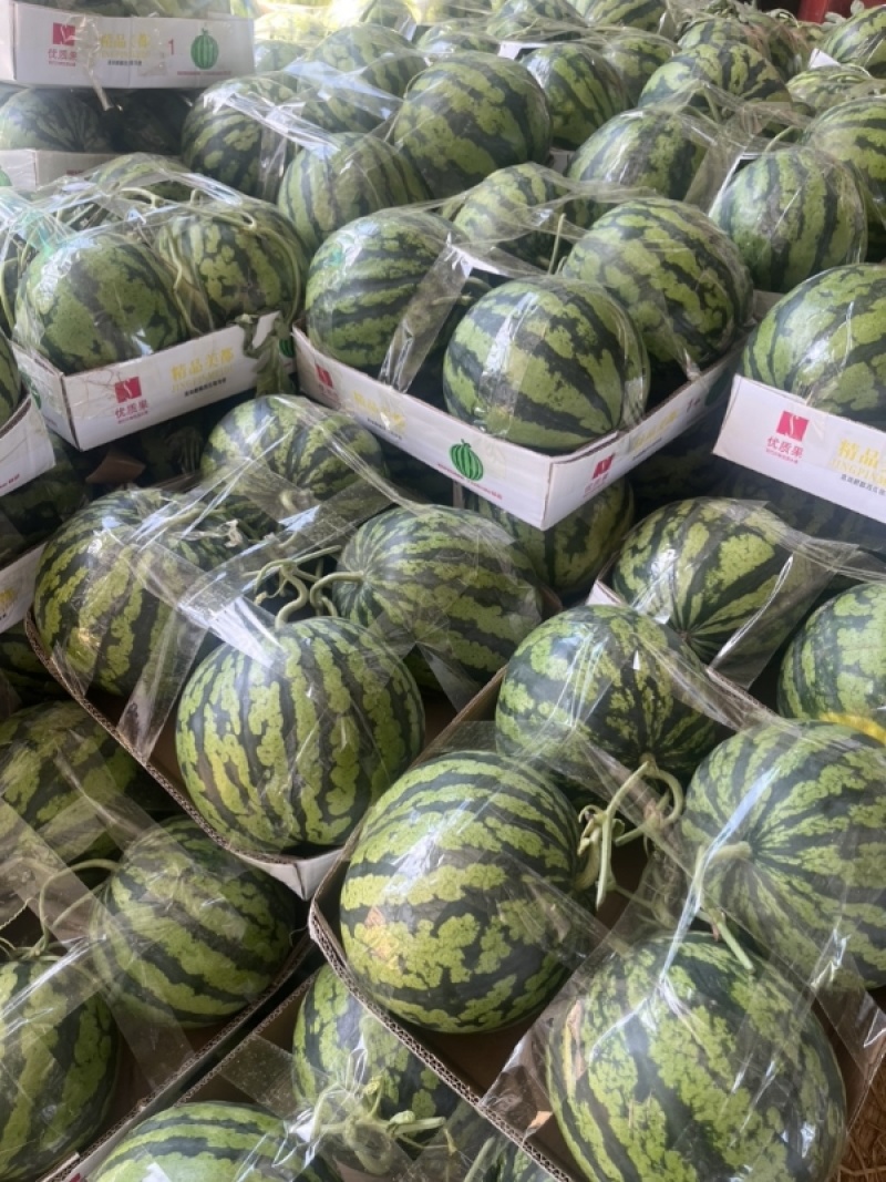 开封无籽美都西瓜/河南美都西瓜/河南西瓜大量上市全国发货