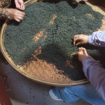 恒帆金牡丹茶叶
