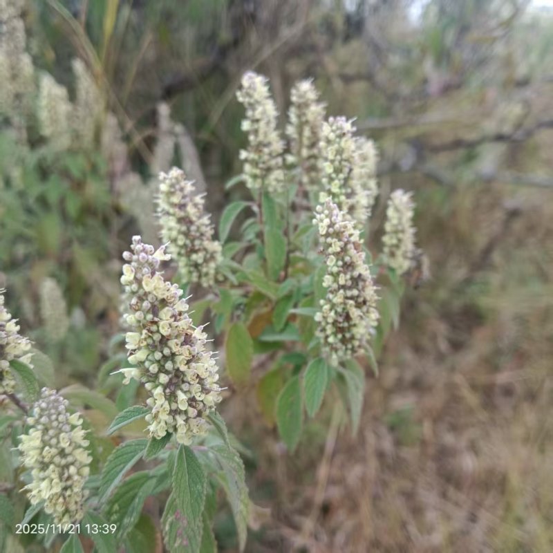 土蜂蜜山花蜜/百花蜜云南蜂蜜大量供应可视频看货欢迎