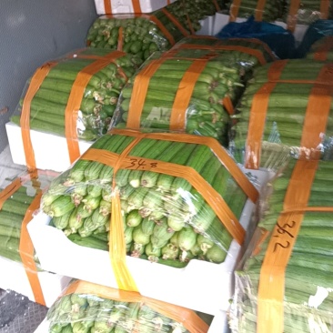 丝瓜油皮丝瓜肉丝瓜香丝瓜货源充足价格实惠欢迎