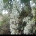 原生态土蜂蜜野生蜂蜜土蜂蜜百花蜜山花蜜甜度高