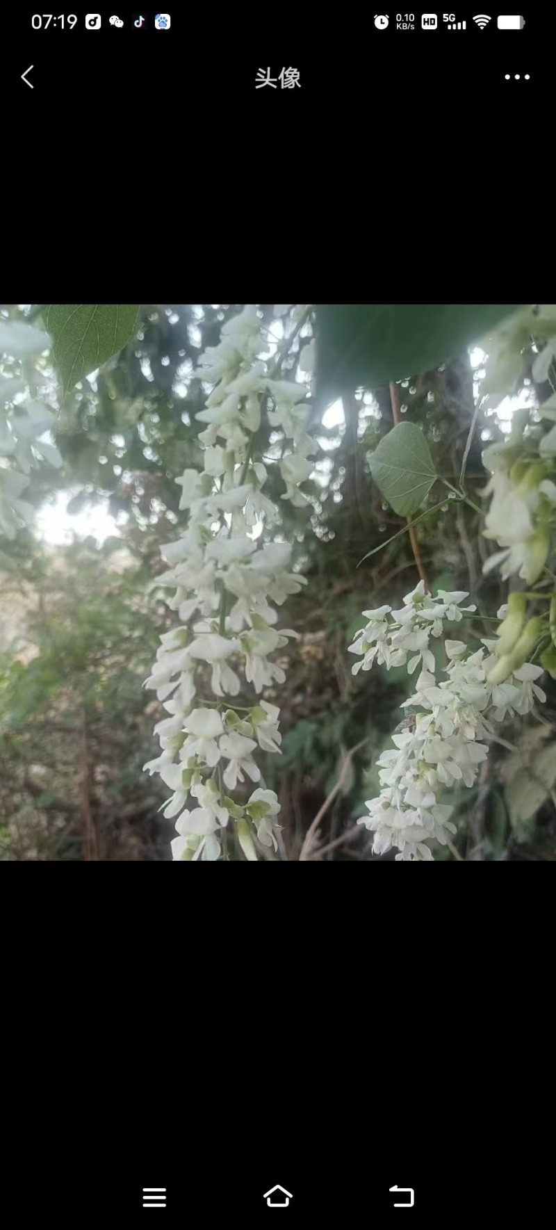 原生态土蜂蜜野生蜂蜜土蜂蜜百花蜜山花蜜甜度高