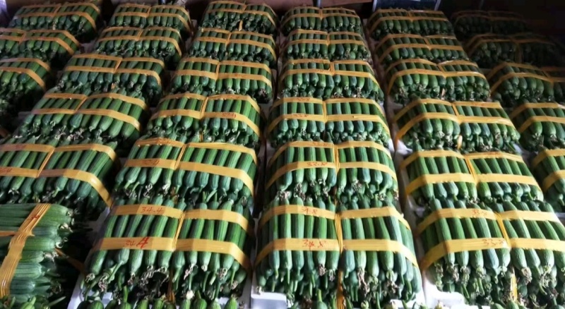 精品香丝瓜丝瓜大量上市对接全国市场量大从优