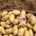 黄心土豆河南精品黄心土豆大量供应电商市场商超产地直发