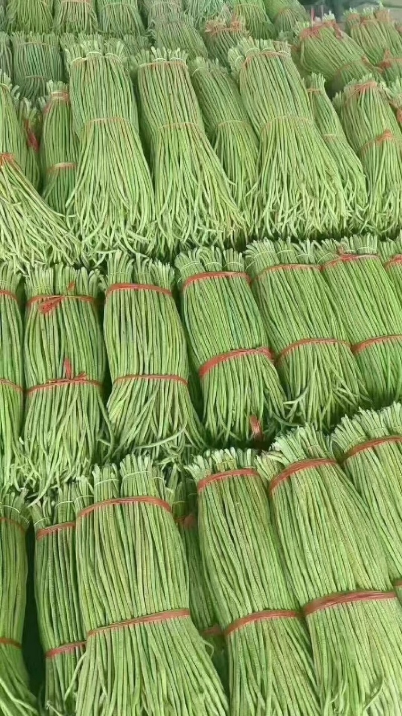 豆角青条长豆角产地直发一手货源，量大从优价格美丽