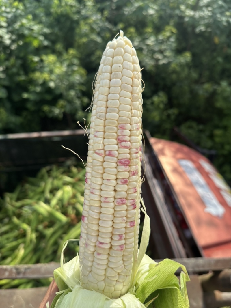 花糯玉米基地出货货源稳定服务周到质量有保证。