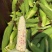 花糯玉米基地出货货源稳定服务周到质量有保证。