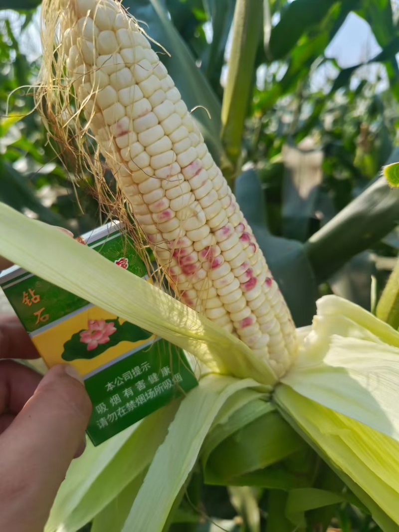 花糯玉米基地出货货源稳定服务周到质量有保证。