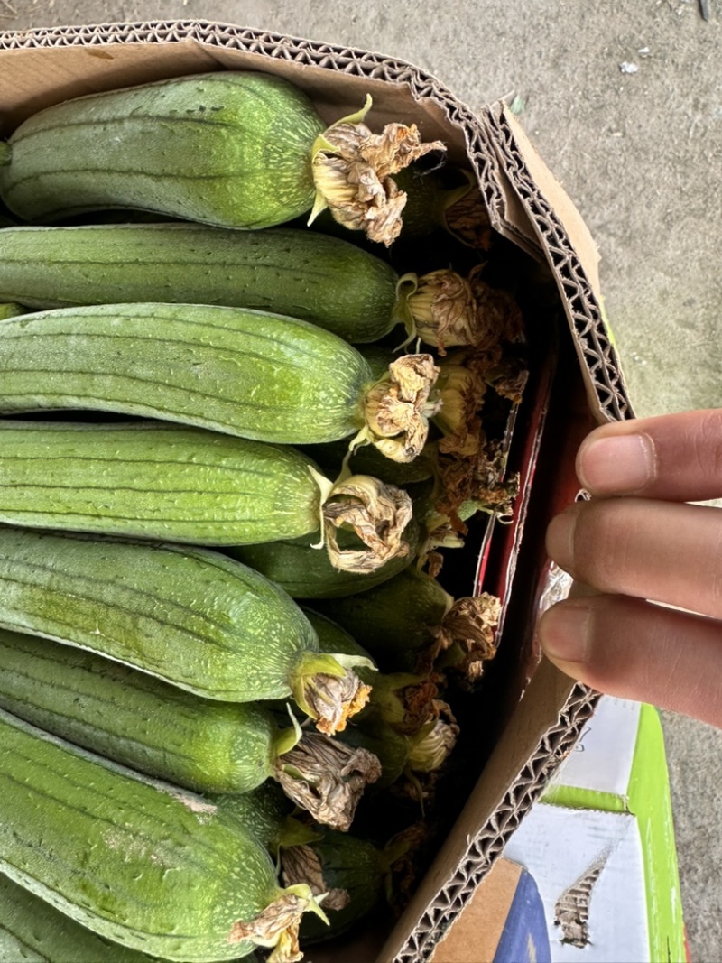 小丝瓜