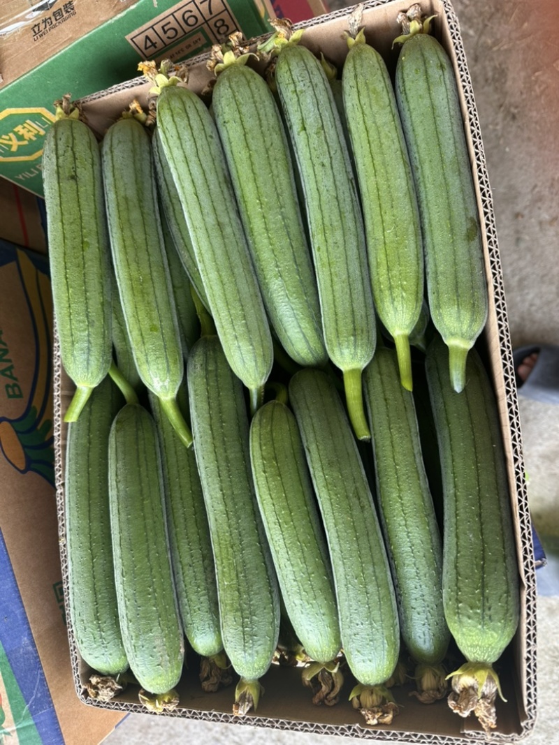 小丝瓜