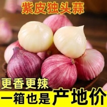 精品新干蒜紫皮白皮出口贸易，市场批发保质保量，全国发货