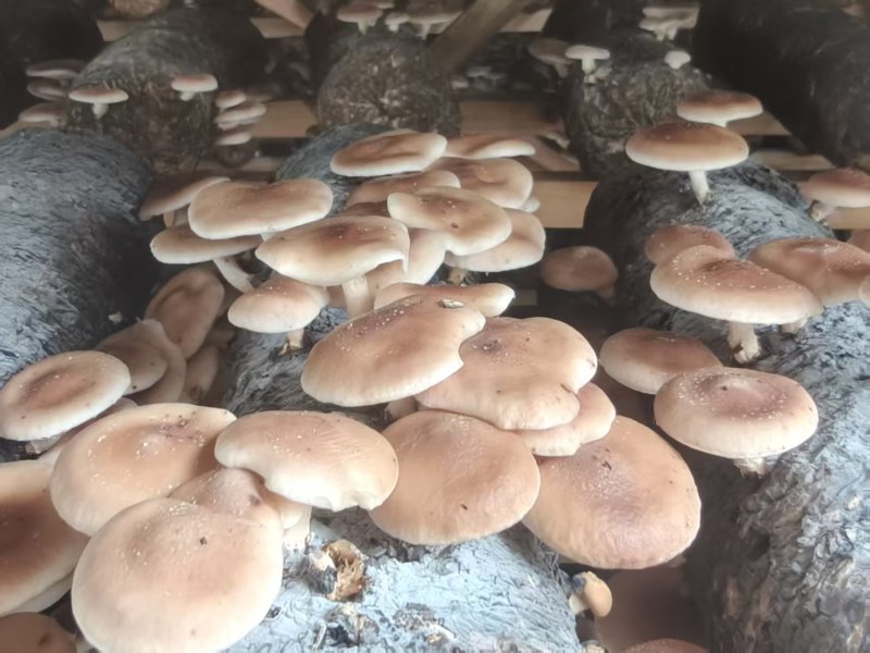 云南小香蕈