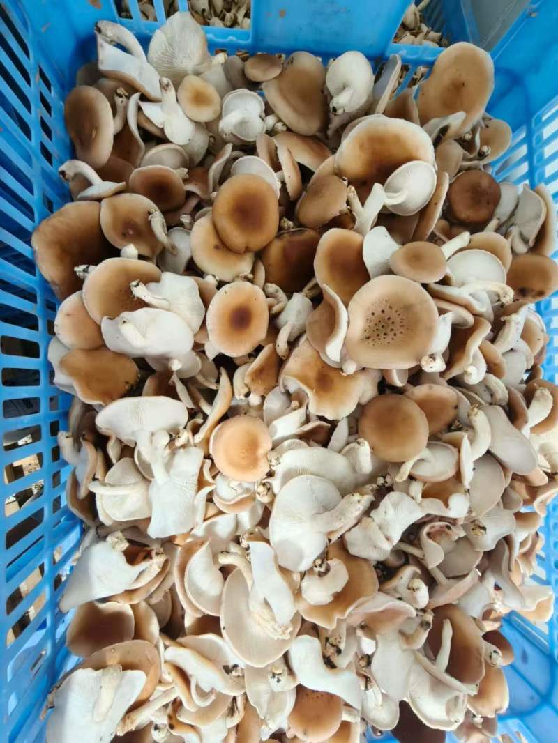 云南小香蕈