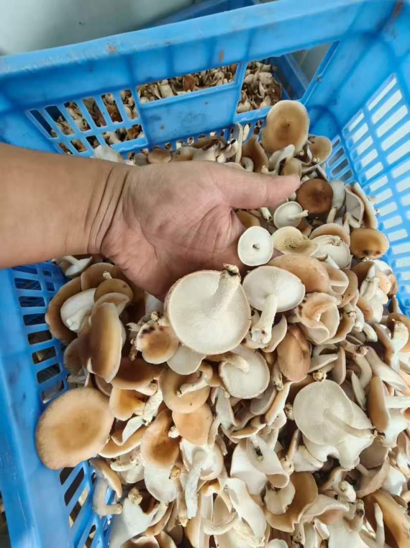 云南小香蕈