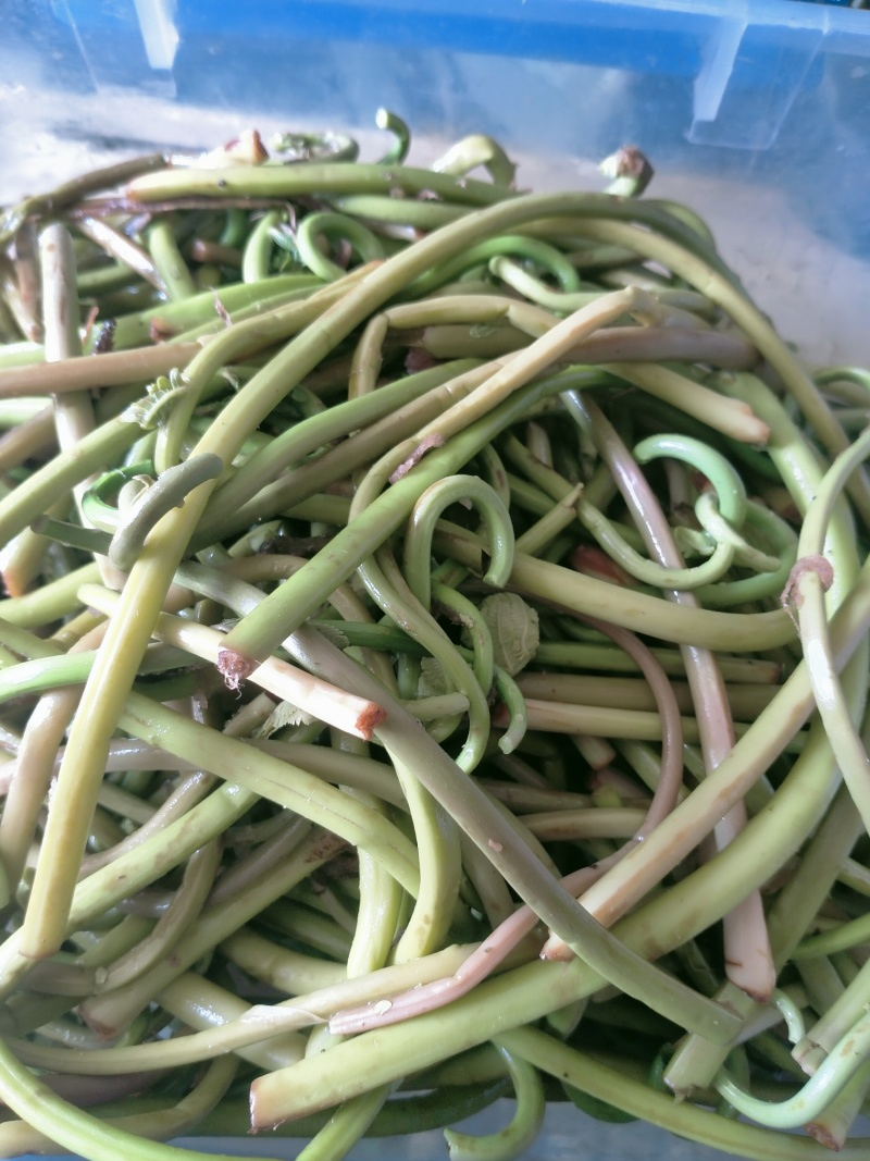 牡丹江林区长白山地区野生微菜干（牛毛广）