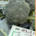 新秀20神良2506西兰花耐热耐寒不易变紫