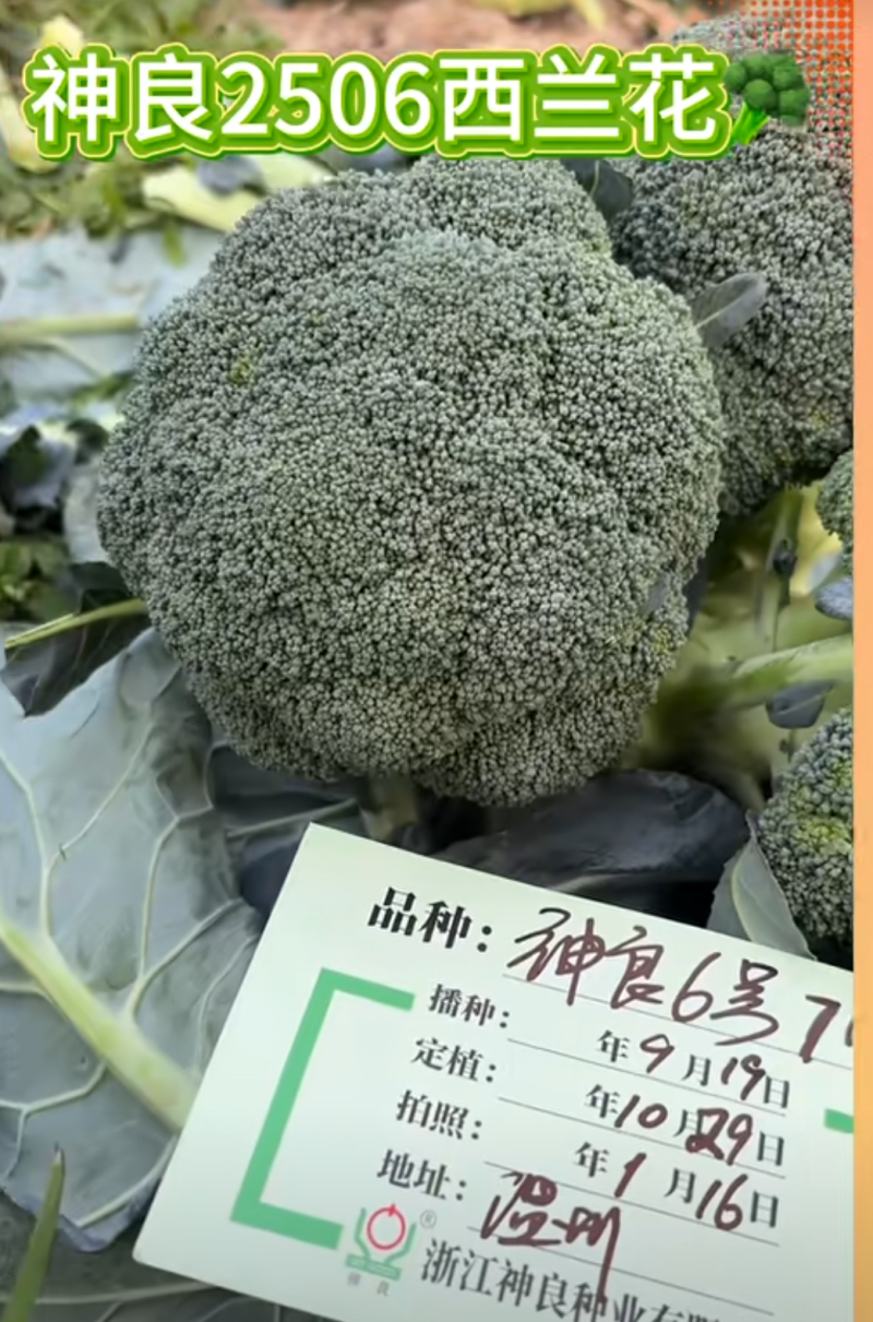 新秀20神良2506西兰花耐热耐寒不易变紫