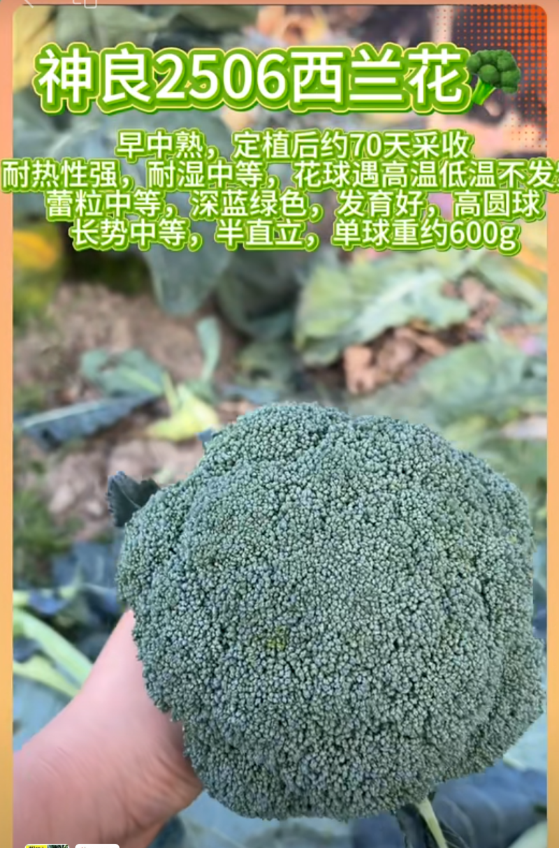 新秀20神良2506西兰花耐热耐寒不易变紫