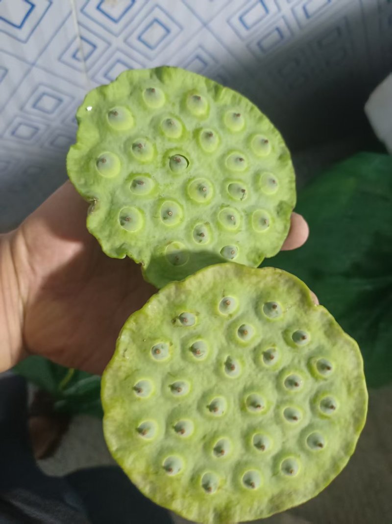 新鲜清甜脆甜水果莲蓬，每天现摘水果莲蓬产地直发。