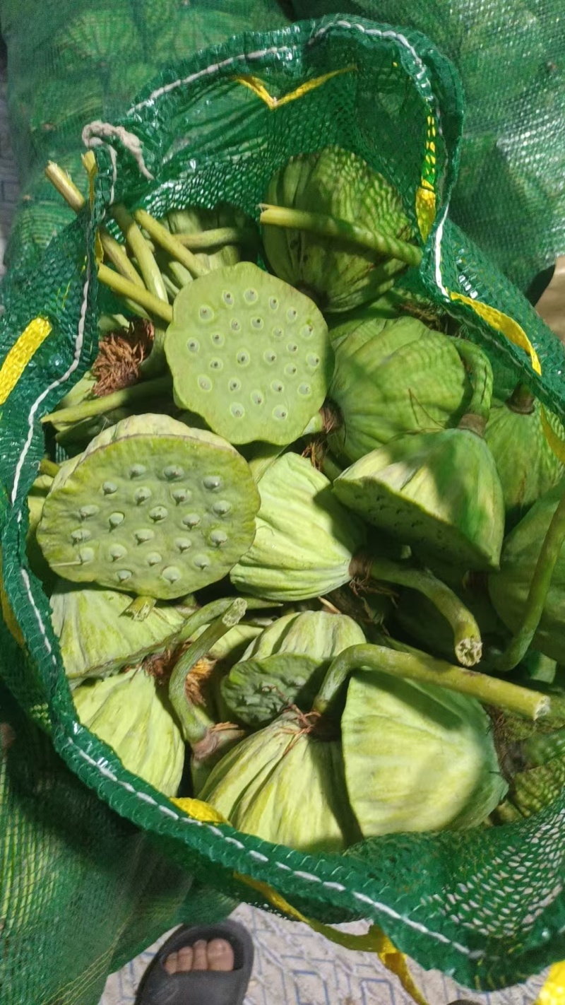 新鲜清甜脆甜水果莲蓬，每天现摘水果莲蓬产地直发。