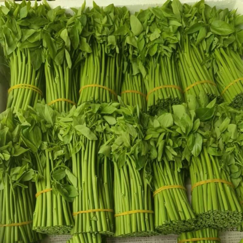 自家种植基地树仔菜，天绿香