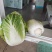 露天黄心白菜大量成熟中