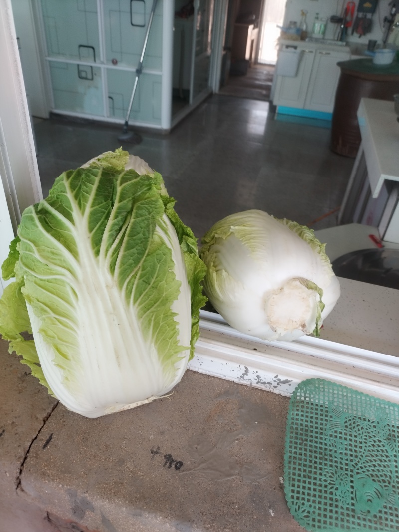 露天黄心白菜大量成熟中