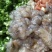 【实力推荐】皮皮虾肉，虾虎肉，弯爬虾肉琵琶虾肉货源充足