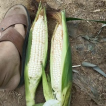 玉米棒子千亩种植货源充足价格优惠。装货的最佳产地。品种全