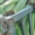 玉米棒子千亩种植货源充足价格优惠。装货的最佳产地。品种全