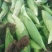玉米棒子千亩种植货源充足价格优惠。装货的最佳产地。品种全