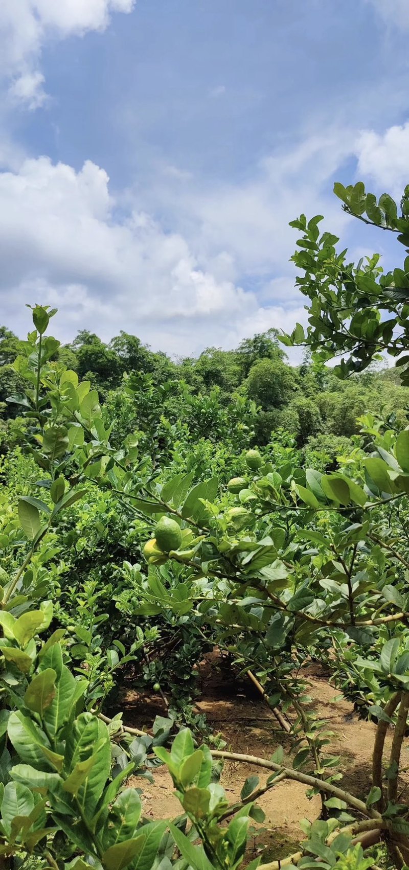 大量供应广西香水柠檬，包票