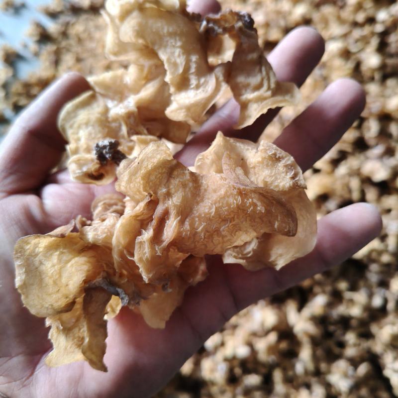 羊肚耳，沙耳农场直销纯单叶片高端出口级高端会所专用高端