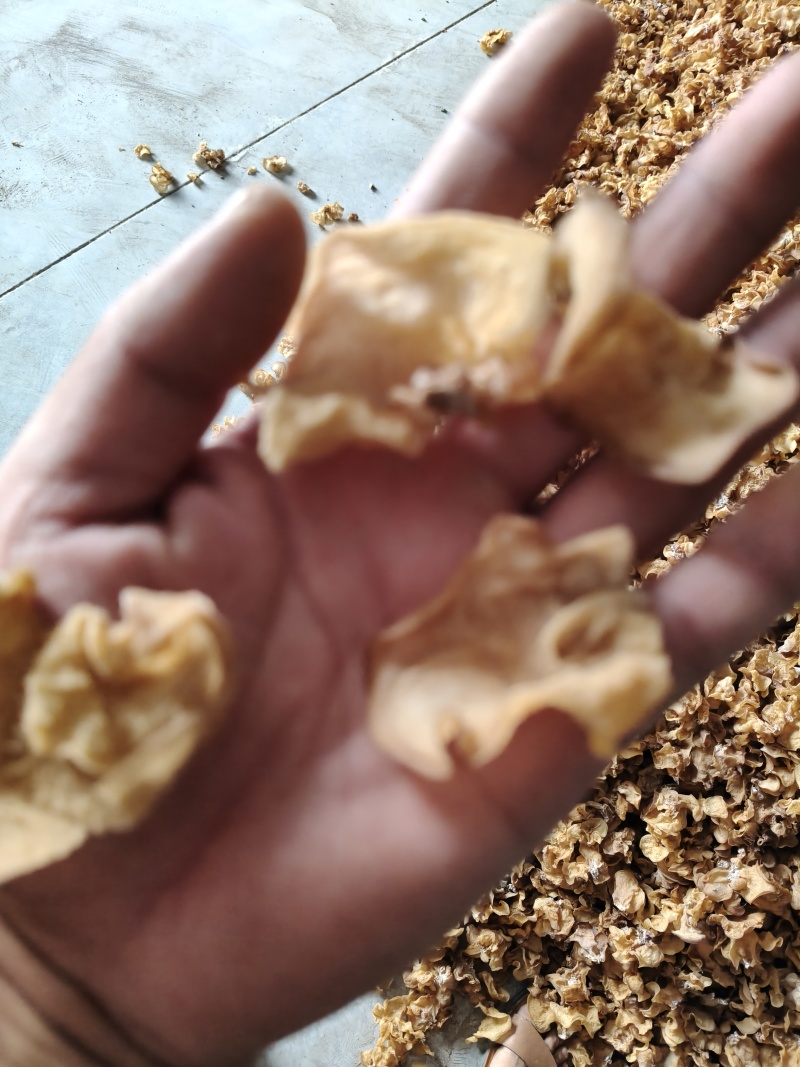 羊肚耳，沙耳农场直销纯单叶片高端出口级高端会所专用高端