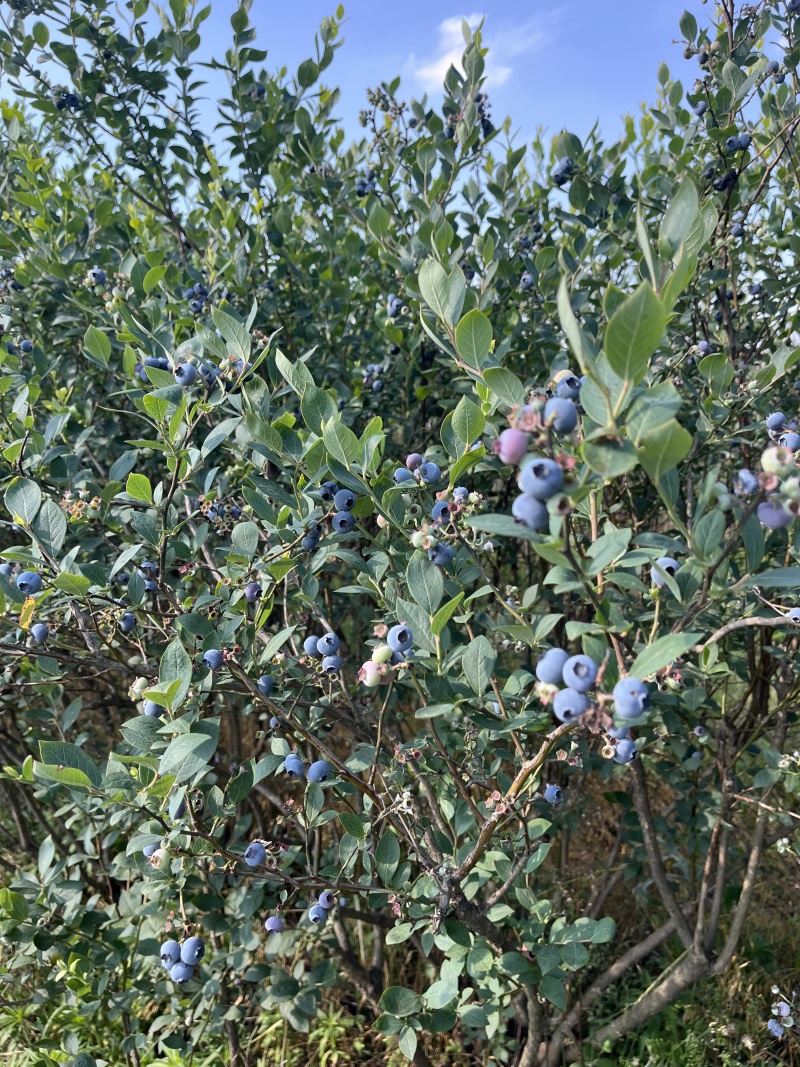 双丰蓝莓产地直发量大从优价格可谈欢迎各位老板前来