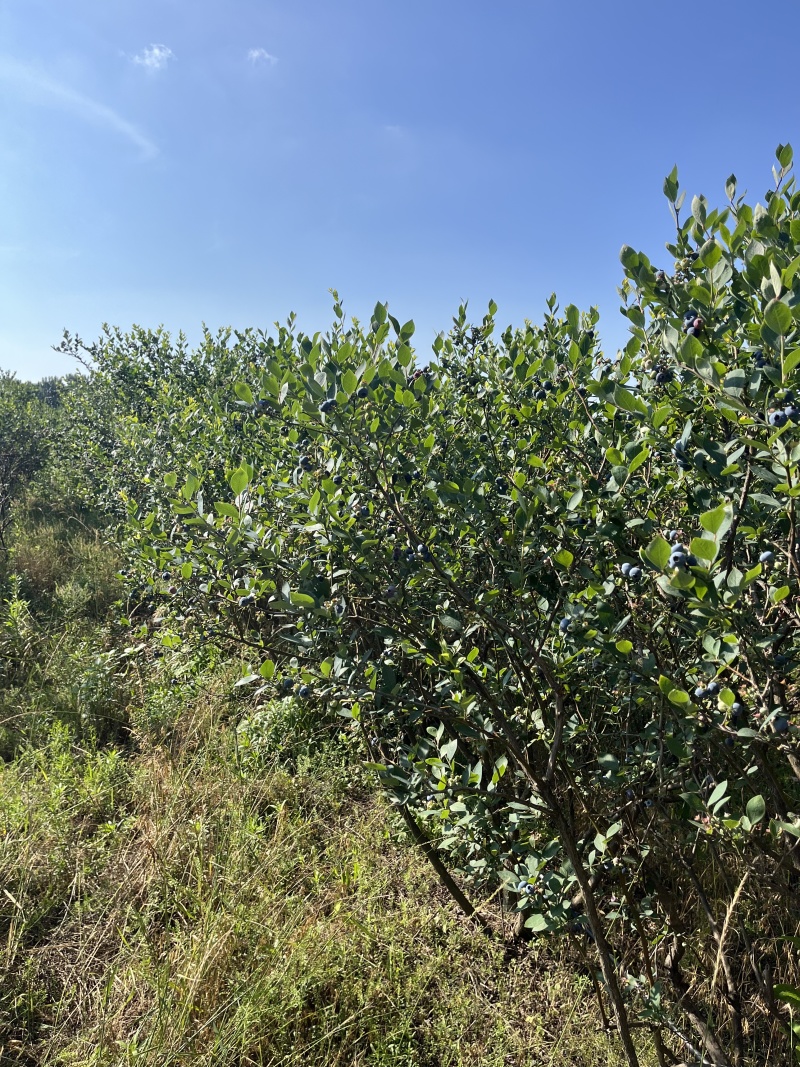 双丰蓝莓产地直发量大从优价格可谈欢迎各位老板前来