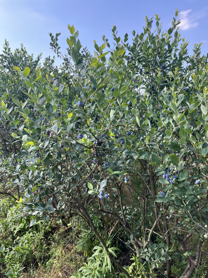 双丰蓝莓产地直发量大从优价格可谈欢迎各位老板前来
