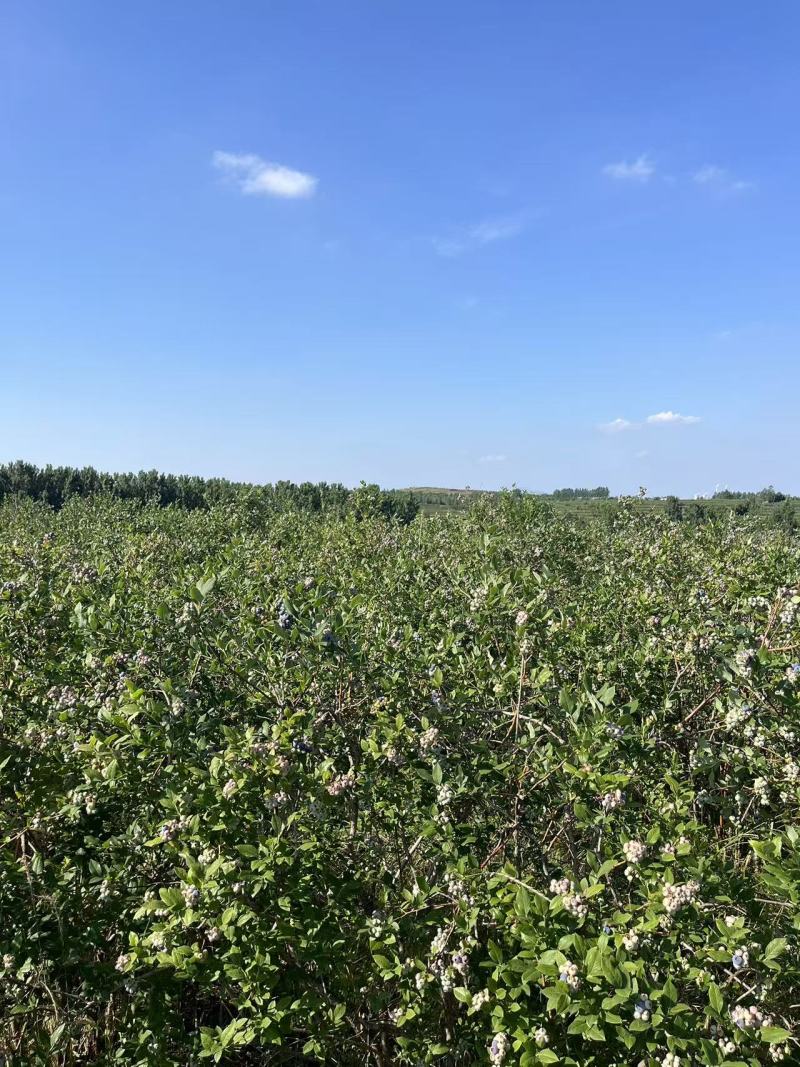喜来蓝莓产地直发量大从优价格可谈欢迎来电沟通