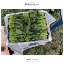内蒙菠菜大量上市，货源稳定，保质保量，价格优惠。