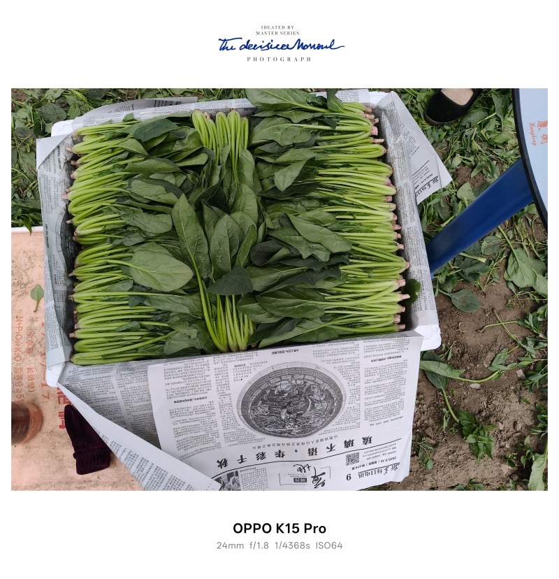 内蒙菠菜大量上市，货源稳定，保质保量，价格优惠。