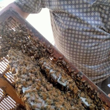 自己家的蜂蜜
