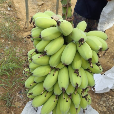 广西苹果蕉供应电商商超。市场。