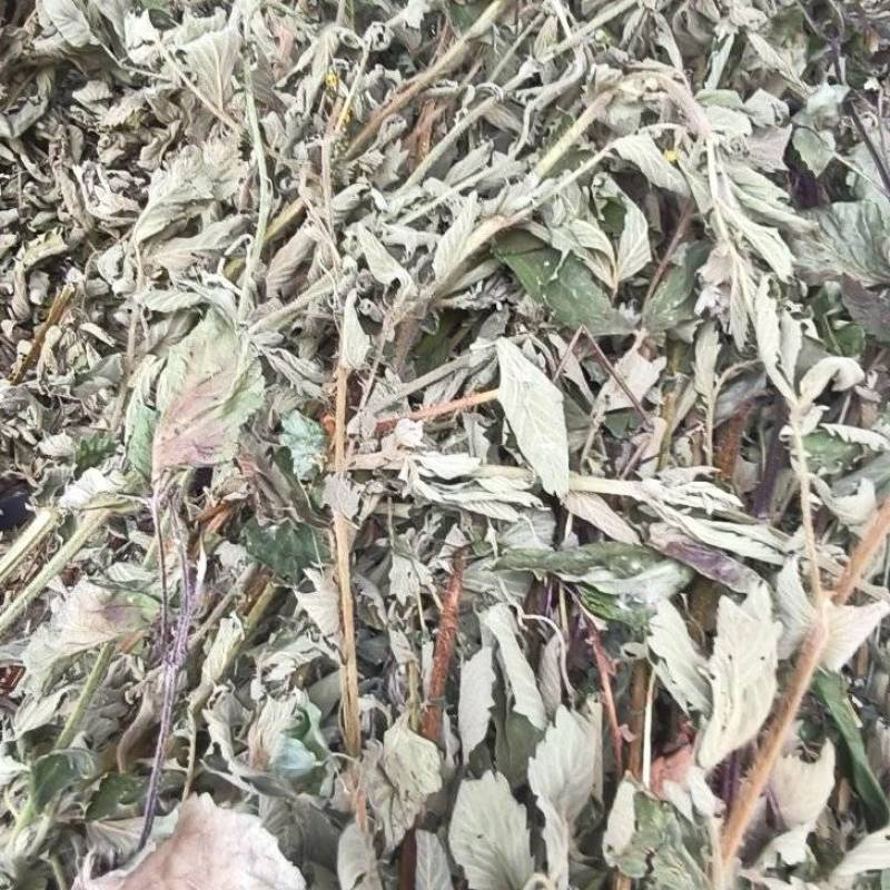 野生仙鹤草