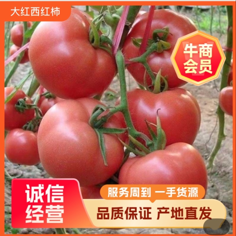 西红柿大批量上市了，欢迎各位老板前来采购