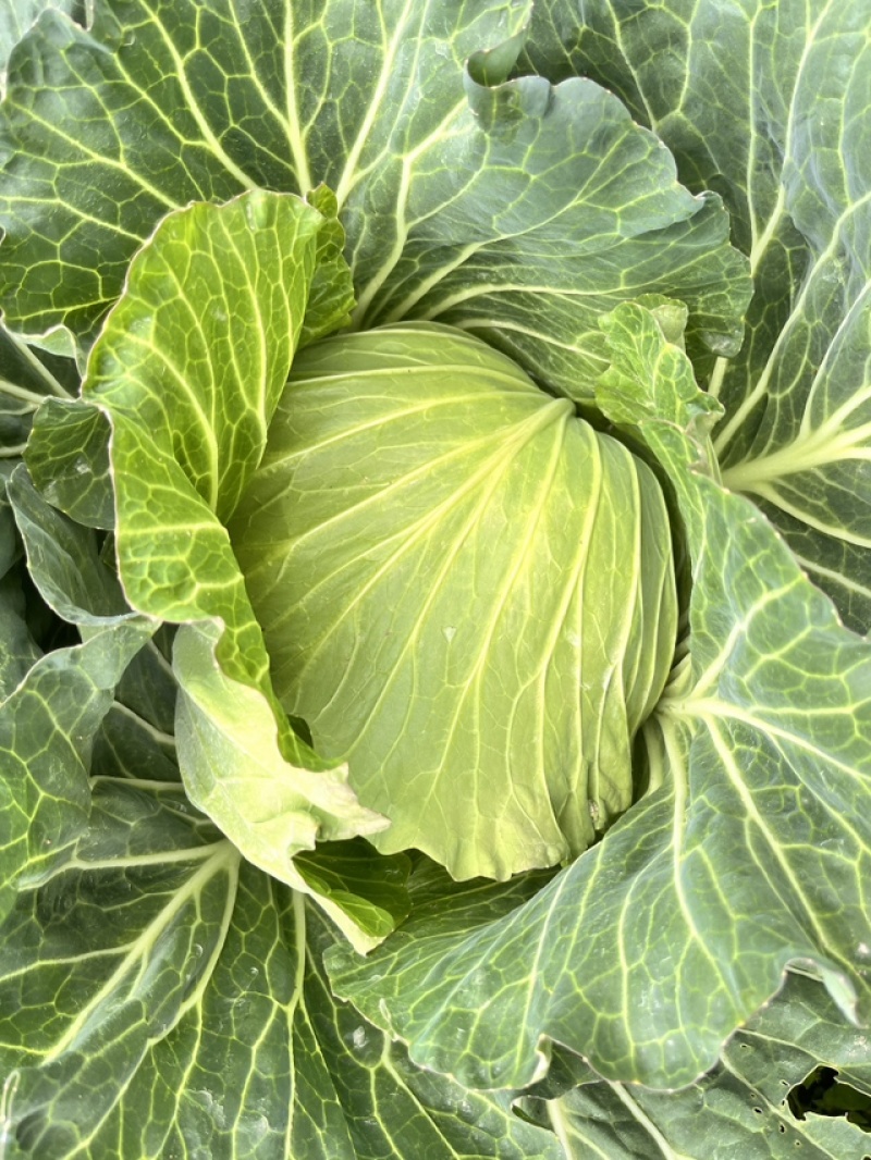 翠妃（二油叶莲花白甘蓝）