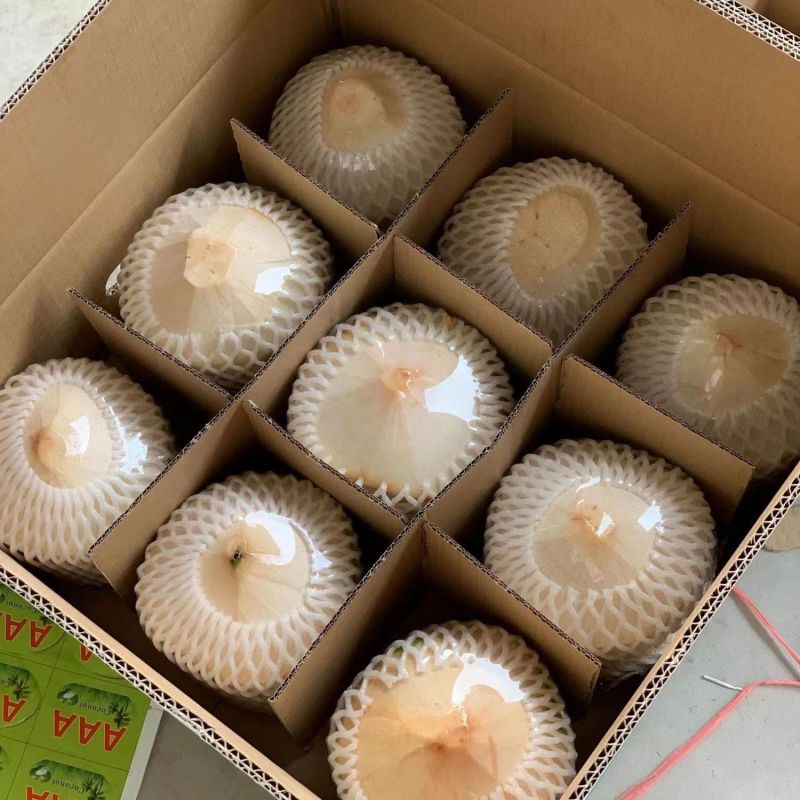 海南椰青椰子黄金椰批发全国发货！一件代发！